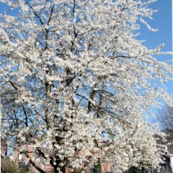 Prunus Avium (Fuglekirsebær ) Salgsh.: 40-60 Cm.  (Barrodet Bundt M/10 Stk)