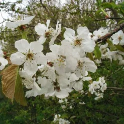 Prunus Avium (Fuglekirsebær) Salgsh.: 60-100 Cm.  (Barrodet Bundt M/10 Stk)