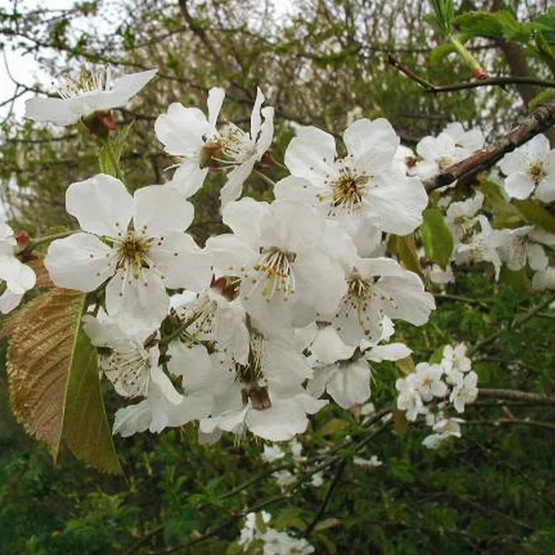 Prunus Avium (Fuglekirsebær) Salgsh.: 60-100 Cm. (Barrodet Bundt M/10 Stk) 3 Prunus Avium (Fuglekirsebær) Salgsh.: 60-100 Cm. (Barrodet Bundt M/10 Stk)