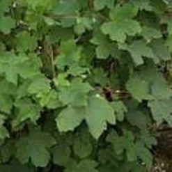 Acer Pseudoplatanus (Ahorn) Salgshøjde: 40-60  cm.  (Barrodet Bundt M/10 Stk)