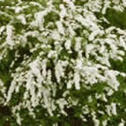 Spiraea Cineria 'Grefsheim' (Snedrivebusk)  Salgsh: 50-80 Cm. (Barrodet Bundt M/10 Stk)