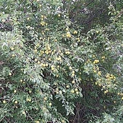 Prunus Cerasifera (Mirabelle) Salgsh.: 40-60 Cm. (Barrodet Bundt M/10 Stk) 3 Prunus Cerasifera (Mirabelle) Salgsh.: 40-60 Cm. (Barrodet Bundt M/10 Stk)