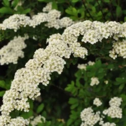 Spiraea Nipponica 'Snowmound' (Spiræa) Salgsh: 30-50 Cm. (Barrodet Bundt M/10 Stk)