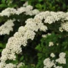 Spiraea Nipponica 'Snowmound' (Spiræa) Salgsh: 50-80 Cm.  (Barrodet Bundt M/10 Stk) -Haveforsyninger Salg 2024 34 620 1