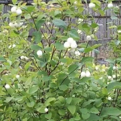 Symphoricarpos Albus (Hvid Snebær) Salgsh.: 50-80 Cm.  (Barrodet Bundt M/10 Stk)