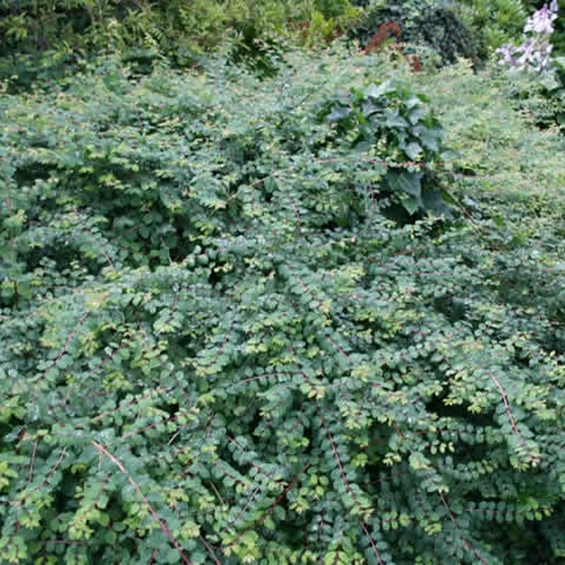 Symphoricarpos Chen. 'Hancock' (Rød Snebær) Salgsh.: 30-50 Cm. (Barrodet Bundt M/10 Stk) 3 Symphoricarpos Chen. 'Hancock' (Rød Snebær) Salgsh.: 30-50 Cm. (Barrodet Bundt M/10 Stk)