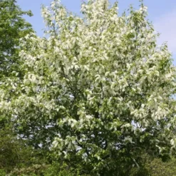 Prunus Padus (Hæg) Salgshøjde: 40-60 Cm.  (Barrodet Bundt M/10 Stk) -Haveforsyninger Salg 2024 34 62 2