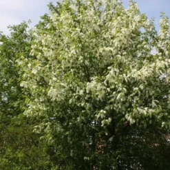 Prunus Padus (Hæg) Salgshøjde: 40-60 Cm.  (Barrodet Bundt M/10 Stk) -Haveforsyninger Salg 2024 34 62 3
