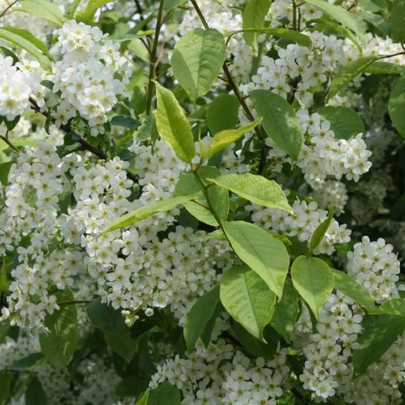 Prunus Padus ( Hæg) Salgshøjde: 60-100 Cm. (Barrodet Bundt M/10 Stk) 3 Prunus Padus ( Hæg) Salgshøjde: 60-100 Cm. (Barrodet Bundt M/10 Stk)