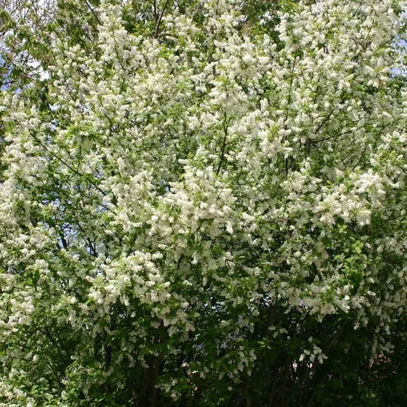 Prunus Padus ( Hæg) Salgshøjde: 60-100 Cm. (Barrodet Bundt M/10 Stk) 6 Prunus Padus ( Hæg) Salgshøjde: 60-100 Cm. (Barrodet Bundt M/10 Stk) - Image 4