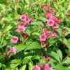 Weigela 'Bristol Ruby'(klokkebusk) Salgsh.: 30-50 Cm. (Barrodet Bundt M/10 Stk) 1 Weigela 'Bristol Ruby'(klokkebusk) Salgsh.: 30-50 Cm. (Barrodet Bundt M/10 Stk) -Haveforsyninger Salg 2024 34 651 1