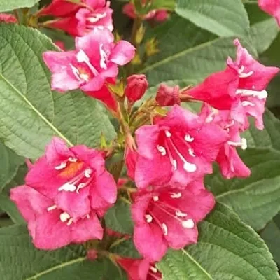 Weigela 'Bristol Ruby'(klokkebusk) Salgsh.: 30-50 Cm. (Barrodet Bundt M/10 Stk) 4 Weigela 'Bristol Ruby'(klokkebusk) Salgsh.: 30-50 Cm. (Barrodet Bundt M/10 Stk) - Image 2