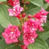 Weigela 'Bristol Ruby' (Klokkebusk) Salgsh.: 50-80 Cm. (Barrodet Bundt M/10 Stk) 1 Weigela 'Bristol Ruby' (Klokkebusk) Salgsh.: 50-80 Cm. (Barrodet Bundt M/10 Stk) -Haveforsyninger Salg 2024 34 652 1