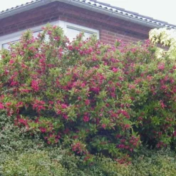 Weigela 'Red Prince' (Klokkebusk) Salgsh.: 30-50 Cm.  (Barrodet Bundt M/10 Stk)