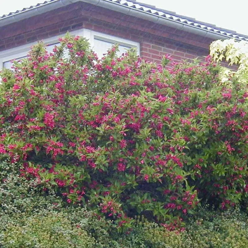 Weigela 'Red Prince' (Klokkebusk) Salgsh.: 30-50 Cm. (Barrodet Bundt M/10 Stk) 3 Weigela 'Red Prince' (Klokkebusk) Salgsh.: 30-50 Cm. (Barrodet Bundt M/10 Stk)