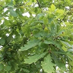 Quercus Robur (Stilkeg) Salgshøjde: 30-50 Cm. (Barrodet Bundt M/10 Stk)