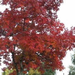 Quercus Rubra (Rødeg) Salgshøjde: 30-50 Cm. (Barrodet Bundt M/10 Stk) 7 Quercus Rubra (Rødeg) Salgshøjde: 30-50 Cm. (Barrodet Bundt M/10 Stk) -Haveforsyninger Salg 2024 34 72 2