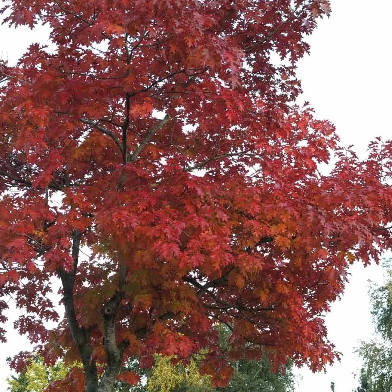 Quercus Rubra (Rødeg) Salgshøjde: 30-50 Cm. (Barrodet Bundt M/10 Stk) 4 Quercus Rubra (Rødeg) Salgshøjde: 30-50 Cm. (Barrodet Bundt M/10 Stk) - Image 2