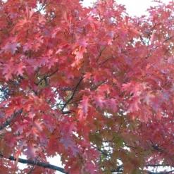 Quercus Rubra (Rødeg) Salgshøjde: 50-80 Cm. (Barrodet Bundt M/10 Stk) -Haveforsyninger Salg 2024 34 73 3