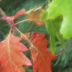 Quercus Rubra (Rødeg) Salgshøjde: 50-80 Cm. (Barrodet Bundt M/10 Stk) -Haveforsyninger Salg 2024 34 73 4