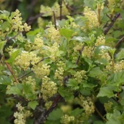 Ribes Alpinum 'Hemus' (Fjeldribs Han) - Salgshøjde: 30-50 Cm. (Barrodet Bundt M/10 Stk) -Haveforsyninger Salg 2024 34 75 2