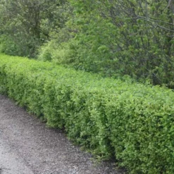 Ribes Alpinum 'Hemus' (Fjeldribs Han) - Salgshøjde: 30-50 Cm. (Barrodet Bundt M/10 Stk) -Haveforsyninger Salg 2024 34 75 3