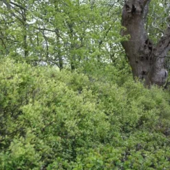 Ribes Alpinum 'Hemus' (Fjeldribs Han) - Salgshøjde: 50-80 Cm.  (Barrodet Bundt M/10 Stk) -Haveforsyninger Salg 2024 34 76 4