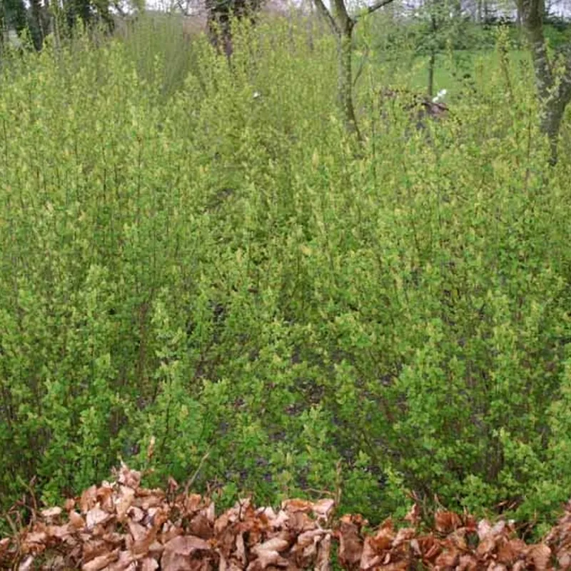 Ribes Alpinum 'Dima' (Fjeldribs Hun) Salgsh.: 30-50 Cm. (Barrodet Bundt M/10 Stk) 3 Ribes Alpinum 'Dima' (Fjeldribs Hun) Salgsh.: 30-50 Cm. (Barrodet Bundt M/10 Stk)