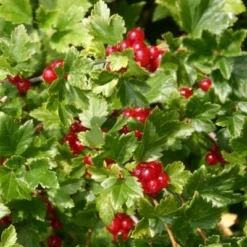 Ribes Alpinum 'Dima' (Fjeldribs Hun) Salgsh.: 30-50 Cm. (Barrodet Bundt M/10 Stk) 9 Ribes Alpinum 'Dima' (Fjeldribs Hun) Salgsh.: 30-50 Cm. (Barrodet Bundt M/10 Stk) -Haveforsyninger Salg 2024 34 77 3