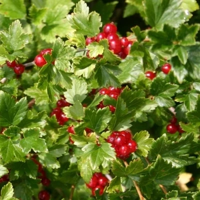 Ribes Alpinum 'Dima' (Fjeldribs Hun) Salgsh.: 30-50 Cm. (Barrodet Bundt M/10 Stk) 5 Ribes Alpinum 'Dima' (Fjeldribs Hun) Salgsh.: 30-50 Cm. (Barrodet Bundt M/10 Stk) - Image 3