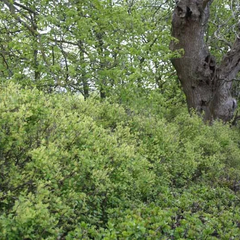 Ribes Alpinum 'Dima' (Fjeldribs Hun) Salgsh.: 30-50 Cm. (Barrodet Bundt M/10 Stk) 7 Ribes Alpinum 'Dima' (Fjeldribs Hun) Salgsh.: 30-50 Cm. (Barrodet Bundt M/10 Stk) - Image 5