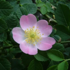Rosa Canina (Hunderose) Salgshøjde: 30-50 Cm. (Barrodet Bundt M/10 Stk)