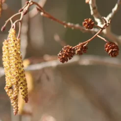 Alnus Glutinosa (Rødel) Salgshøjde: 40-60  cm.  (Barrodet Bundt M/10 Stk)