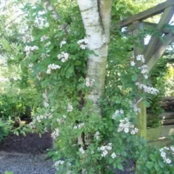 Rosa Multiflora (Japansk Klatrerose) Salgsh.: 50-80 Cm.  (Barrodet Bundt M/10 Stk)