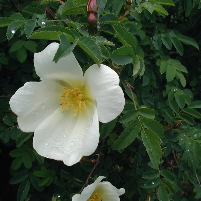 Rosa Pimpinellifolia (Klitrose) Salgshøjde: 30-50 Cm. (Barrodet Bundt M/10 Stk) 3 Rosa Pimpinellifolia (Klitrose) Salgshøjde: 30-50 Cm. (Barrodet Bundt M/10 Stk)