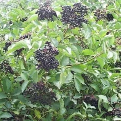 Sambucus Nigra (Hyld) Salgshøjde: 60-100 Cm.  (Barrodet Bundt M/10 Stk)