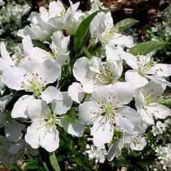 Malus 'Tina' - Stammehøjde: 180 Cm. - Paradisæble