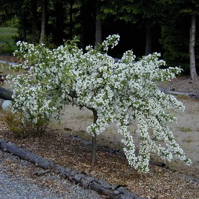 Malus 'Tina' - Stammehøjde: 180 Cm. - Paradisæble 4 Malus 'Tina' - Stammehøjde: 180 Cm. - Paradisæble - Image 2