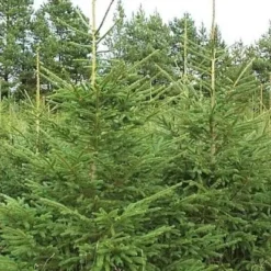 Picea Abies (Rødgran) Salgshøjde: 20-40 Cm. (Barrodet Bundt M/10 Stk)