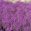 THYMUS Praecox 'Coccineus' (serpyllum) (Smalbladet Timian) -Haveforsyninger Salg 2024 46 486 1