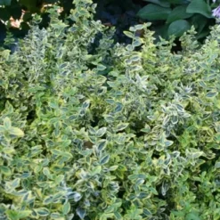 Euonymus Fortunei 'Emerald Gold' (Benved)