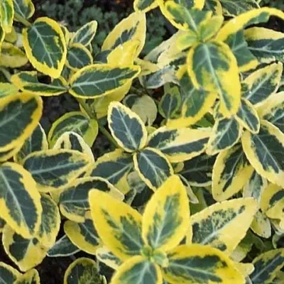 Euonymus Fortunei 'Emerald Gold' (Benved) 4 Euonymus Fortunei 'Emerald Gold' (Benved) - Image 2