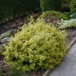 Euonymus Fortunei 'Emerald Gold' (Benved) 8 Euonymus Fortunei 'Emerald Gold' (Benved) -Haveforsyninger Salg 2024 63 10 3