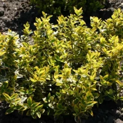 Euonymus Fortunei 'Emerald Gold' (Benved) 9 Euonymus Fortunei 'Emerald Gold' (Benved) -Haveforsyninger Salg 2024 63 10 4