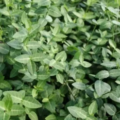 Euonymus Fortunei 'Nyrens' (Benved)