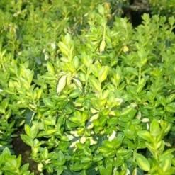 Euonymus Fortunei 'Blondie' (Benved)