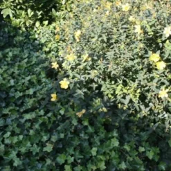 Hedera Hibernica 'Hestor' (Efeu) -Haveforsyninger Salg 2024 63 22 2