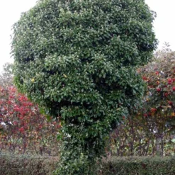 Hedera Hibernica 'Hestor' (Efeu) -Haveforsyninger Salg 2024 63 22 3