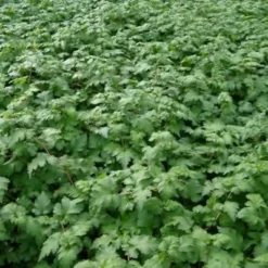 Stephanandra Incisa 'Crispa' (Kranstop)