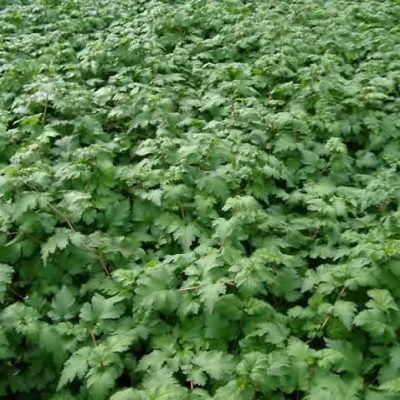 Stephanandra Incisa 'Crispa' (Kranstop) 3 Stephanandra Incisa 'Crispa' (Kranstop)